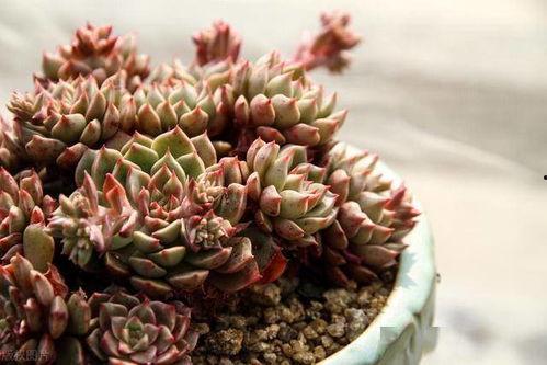 国产纯爱多肉养护视频,打造你的绿色小天地