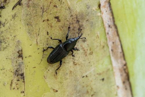 国产大虫子视频下载大全