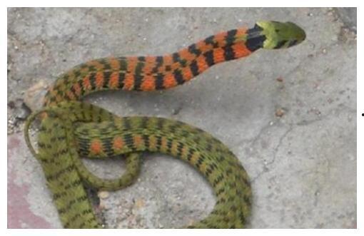 国产宠物蛇是野蛇吗视频,野生蛇类还是人工繁育？