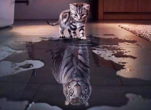 国产老虎抖音版视频大全,领略国宝风采，感受自然魅力